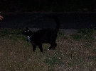 Jasper roaming the night - and Charlotte's hand is almost not there