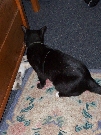 Jasper found Simpkin under our bed